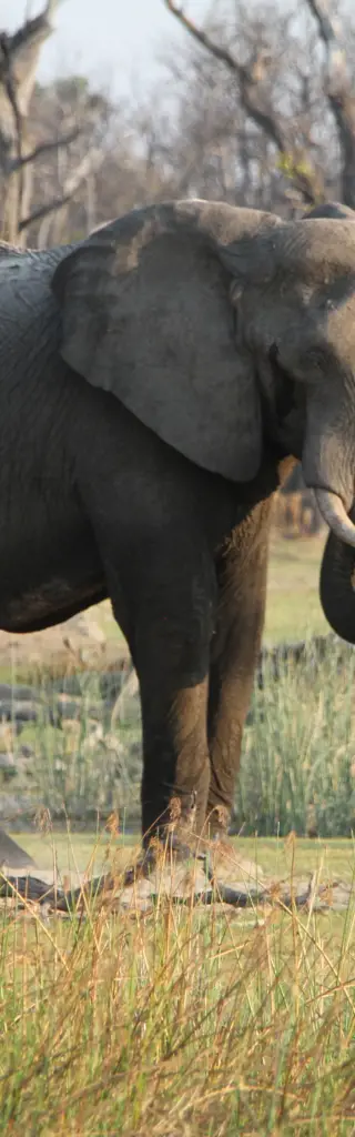 Botswana & Simbabwe - Die Baobab-Tour